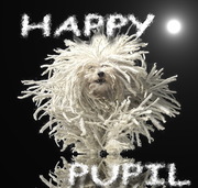 Курсы грумеров  Happy* Pupil