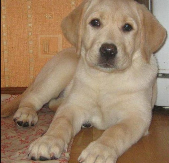 Prodam Labrador Retriver Kupit Labrador Retriver Minsk Prodazha Sobaki Minsk 889705