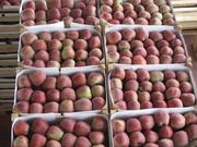 Продаем сербские яблоки Сорта: Айдаред,  Ред Делишес,  Фуджи и др. 