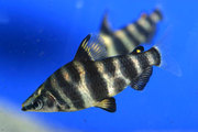 Abramites hypselonotus