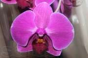 Орхидея фаленопсис и др