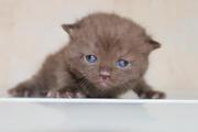 Британский шоколадный котенок мальчик