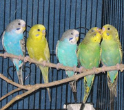 Попугай волнистый,  птенцы различных ярких окрасок