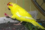 Ручной попугай какарик