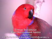 продам попугая ЖАКО, АМАЗОН, ЭКЛЕКТУС, все птицы рождены в Беларусии, 
