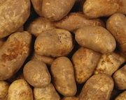 Продаем картофель сортов Бриз,  Журавинка,  Скарб выращенный в Беларуси