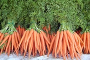 Продаем морковь сортов Шантане,  Каротель,  Фэнси выращенную в Беларуси