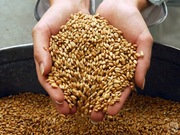 Продажа зерна шрота пшеница