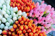 тюльпаны и гиацинты 8 марта