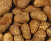 Продается картофель сортов «Журавинка»,  «Скарб»,  «Ред Скарлетт»