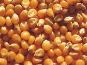 Зерно фуражное урожая 2012 года,  пшеница,  кукуруза,  ячмень,  тритикале, 