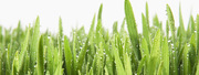 Тканый газон -полипропиленовое полотно с семенами газонных трав
