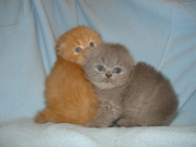 Вислоухие и Британские котята (лиловый, голубой, рыжий) 8-025-9825396