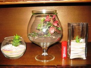 Растения в стекле