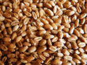 зерно фуражное, пшеница