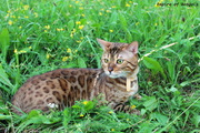 бенгальский кот на вязку