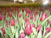 Продажа тюльпанов и гиацинтов к 8 марта