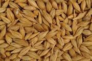 Продам фураж пшеница,  ячмень
