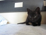 Домашний чёрный котёнок 2 месяца