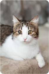 Шанхай - обаятельная и озорная кошка в дар