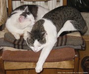 Два ласковых хороших кота ищут новый дом