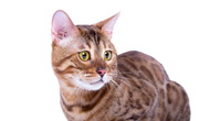 Продается  замечательный и замурррчательный бенгальский котик 