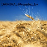 Пшеница фуражная 5-6класс