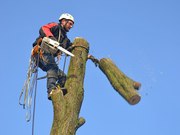 Профессиональное удаление и обслуживание деревьев любой сложности.