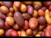 Семенной и продовольственный картофель оптом