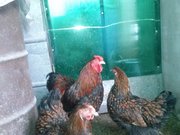 яйца куриные инкубационные