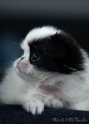  Японского хина щенки - очаровательный подарок ко Дню всех влюблённых 