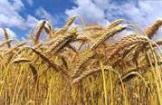 Тритикале и пшеница собственного производства
