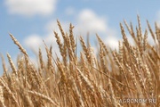 пшеница фуражная производства РБ