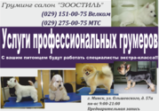 Стрижка собак и кошек в Минске (профессиональный груминг)