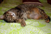 Уютная кошка-пампушка в дар