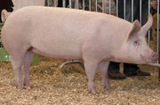Продается домашняя свинина живым и убойным весом