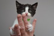 Котёнок  Мишенька в добрые руки