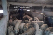 Покупаем ОПТОМ от 100 голов свиней живым весом 100 - 120 кг.