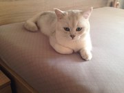 Пропал кот во фрунзенском районе на Лынькова