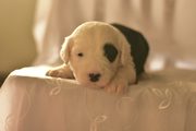 Продаются щенки Бобтейла! Puppy for sale