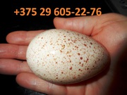 Инкубационное яйцо суточное,  индюшиное