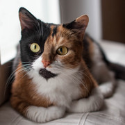 Кассиопея – шикарная кошка для истинных ценителей. 