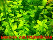 Бакопа австролийская и  растения -  НАБОРЫ растений для запуска аквас