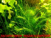 Лагарасифон мадагаскарский  ----- НАБОРЫ растений для запуска-
