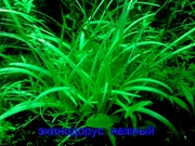 Эхинодорус тенелиус  --- НАБОРЫ растений для запуска--