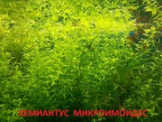 Хемиантус микроимоидес - НАБОРЫ растений для запуска акваса---