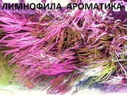 Лимнофила ароматика - НАБОРЫ растений для запуска акваса-------
