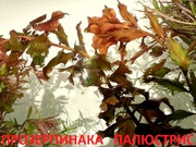 Прозерпинака палюстрис - НАБОРЫ растений для запуска