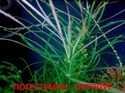 Погестемон октопус. НАБОРЫ растений для запуска акваса---------------