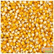  зерно фуражное ( кукуруза)